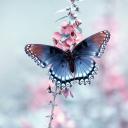 Motyl