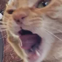Cat Gang