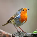 Twitter friends