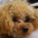hanab¡と愉快な仲間たち