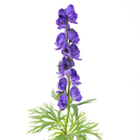Aconitum
