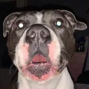 Diesel's Doghouseツ