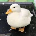 PST009's Duck Pond