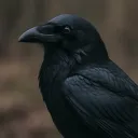 Rivn [ 🐦⬛]