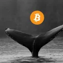 Mobydick - Whale Tracker