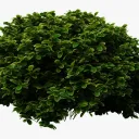 Shrub's Hub
