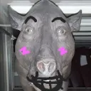 Wogcord discord icon