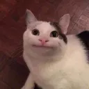 𝑪𝒉𝒂𝒎𝒑𝒊𝒐𝒏𝒔 𝑪𝒍𝒖𝒃 discord icon