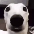 日本