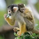 /𝙙𝙚𝙨𝙞𝙧𝙚 Discord Server Icon