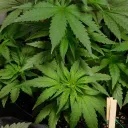 Cultivation