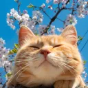 кошкин домик