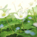 ꒰ ʚ. ෆ :Baby flowers ˎˊ˗