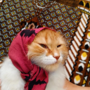 ð™ˆð™€ð™Šð™’ Server Icon
