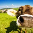 funny farm
