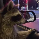 raccoon squad