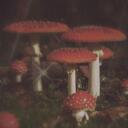 + ̊.Elysian. ̊+ Discord Server Icon