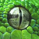 Magic Snake Club