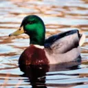 duck🦆👍
