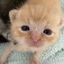 hii