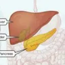 Pancreas 2.0