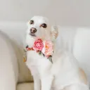 team of chatters Discord server icon