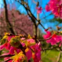 霧裡探花