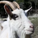 Goat Cord