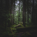 Lands of the Lost Discord server icon