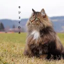 猫の集会場