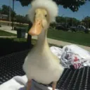 Quacky Server