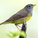 Connecticut Birding