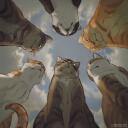 °・My dumb cattos・° Discord Server Icon