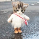 katto impact ฅ ̳͒•ˑ̫• ̳͒ฅ