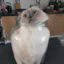 Ragdoll Hangout