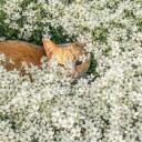 Cat Café Discord Server