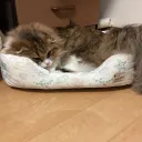 ざつだんかも