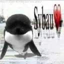 Ash and the Orca Pod
