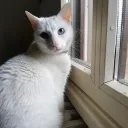 MiMi kullanıcısının sunucusu MiMiBesties