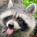 Trash Panda Paradise