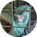FerretCode Freelancing