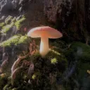 secret woods