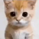 bitches