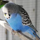 Official r/parakeet server