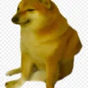 Thicc Shiba Society