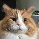 Catwagon Lounge Discord Server Icon