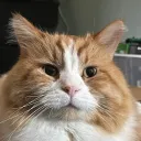server profile pic