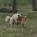 Jebac murzynow