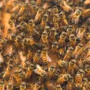 BeeFit Beekeeping Community