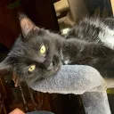 Kaii's Cat Cave Discord Server Icon